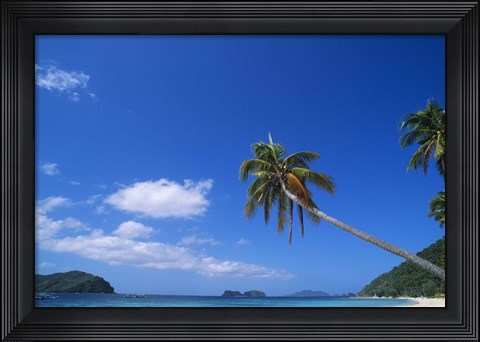 Framed Tropical beach with coconut palms, Cocos nucifera Print