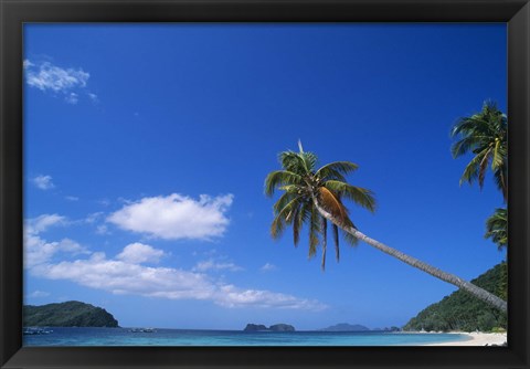 Framed Tropical beach with coconut palms, Cocos nucifera Print