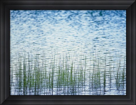 Framed Grass in water Print