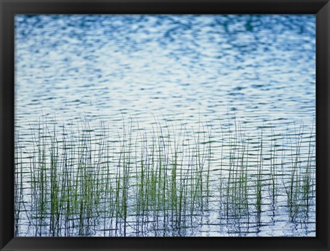 Framed Grass in water Print