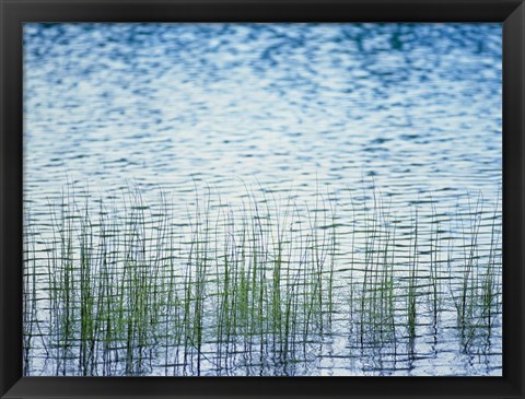 Framed Grass in water Print