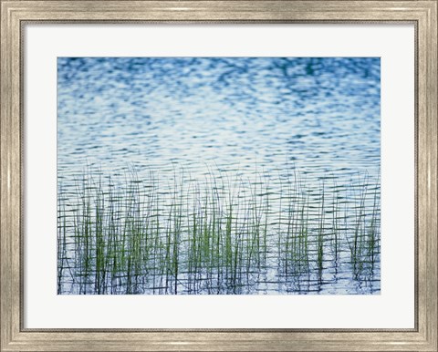 Framed Grass in water Print