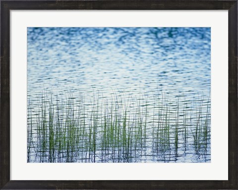 Framed Grass in water Print
