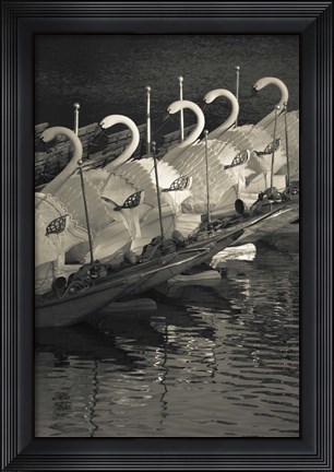 Framed Swan boats in a river, Boston Public Garden, Boston, Massachusetts, USA Print