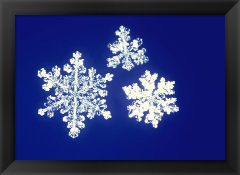 Framed Snowflakes Print