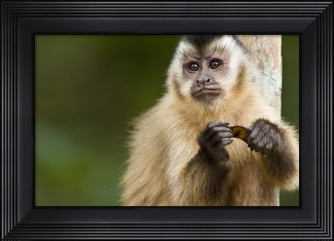 Framed Close-up of a Brown capuchin (Cebus apella), Three Brothers River, Meeting of the Waters State Park, Pantanal Wetlands, Brazil Print
