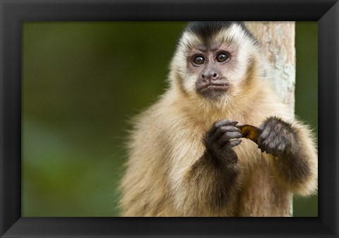 Framed Close-up of a Brown capuchin (Cebus apella), Three Brothers River, Meeting of the Waters State Park, Pantanal Wetlands, Brazil Print