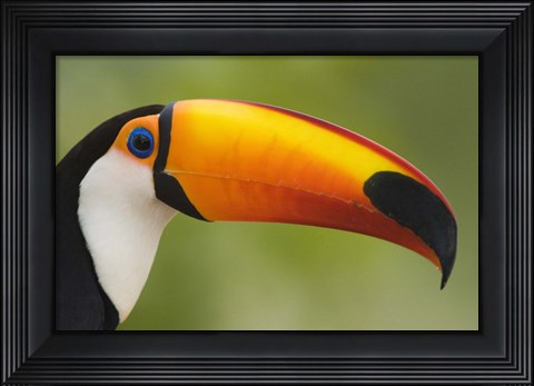 Framed Close-up of a Toco toucan (Ramphastos toco), Three Brothers River, Meeting of the Waters State Park, Pantanal Wetlands, Brazil Print