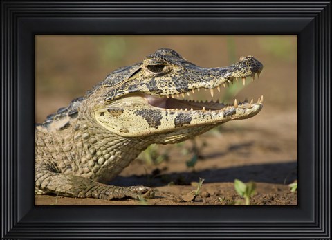 Framed Yacare caiman (Caiman crocodilus yacare), Three Brothers River, Meeting of the Waters State Park, Pantanal Wetlands, Brazil Print