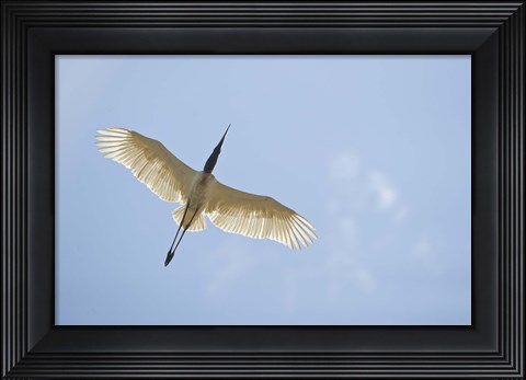 Framed Jabiru Stork (Jabiru mycteria) in Flight, Three Brothers River, Meeting of the Waters State Park, Pantanal Wetlands, Brazil Print