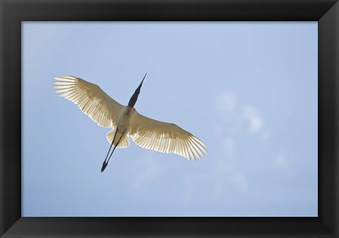 Framed Jabiru Stork (Jabiru mycteria) in Flight, Three Brothers River, Meeting of the Waters State Park, Pantanal Wetlands, Brazil Print