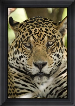Framed Close-up of a Jaguar (Panthera onca), Three Brothers River, Meeting of the Waters State Park, Pantanal Wetlands, Brazil Print