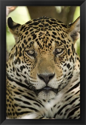 Framed Close-up of a Jaguar (Panthera onca), Three Brothers River, Meeting of the Waters State Park, Pantanal Wetlands, Brazil Print