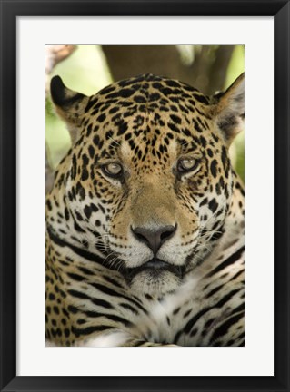 Framed Close-up of a Jaguar (Panthera onca), Three Brothers River, Meeting of the Waters State Park, Pantanal Wetlands, Brazil Print