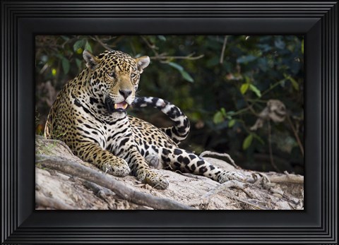 Framed Jaguar (Panthera onca) snarling, Three Brothers River, Meeting of the Waters State Park, Pantanal Wetlands, Brazil Print