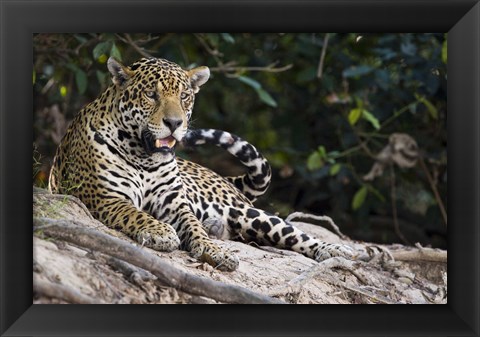 Framed Jaguar (Panthera onca) snarling, Three Brothers River, Meeting of the Waters State Park, Pantanal Wetlands, Brazil Print