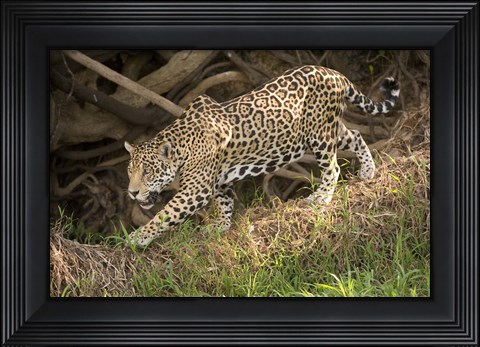 Framed Jaguar (Panthera onca) foraging in a forest, Three Brothers River, Meeting of the Waters State Park, Pantanal Wetlands, Brazil Print