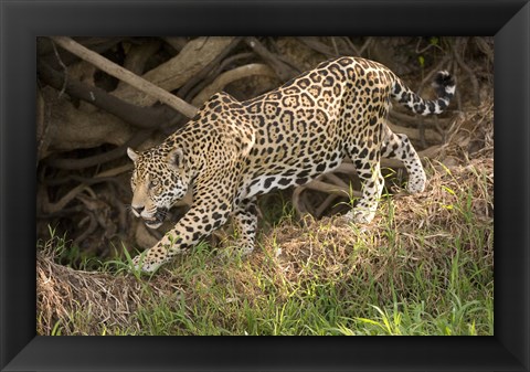 Framed Jaguar (Panthera onca) foraging in a forest, Three Brothers River, Meeting of the Waters State Park, Pantanal Wetlands, Brazil Print