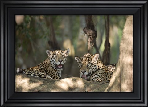 Framed Jaguars (Panthera onca) resting in a forest, Three Brothers River, Meeting of the Waters State Park, Pantanal Wetlands, Brazil Print