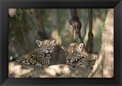 Framed Jaguars (Panthera onca) resting in a forest, Three Brothers River, Meeting of the Waters State Park, Pantanal Wetlands, Brazil Print