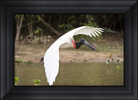 Framed Jabiru Stork (Jabiru mycteria) over Water, Three Brothers River, Meeting of the Waters State Park, Pantanal Wetlands, Brazil Print