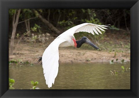 Framed Jabiru Stork (Jabiru mycteria) over Water, Three Brothers River, Meeting of the Waters State Park, Pantanal Wetlands, Brazil Print