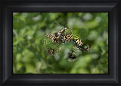 Framed Jaguar (Panthera onca) behind leaves, Three Brothers River, Meeting of the Waters State Park, Pantanal Wetlands, Brazil Print