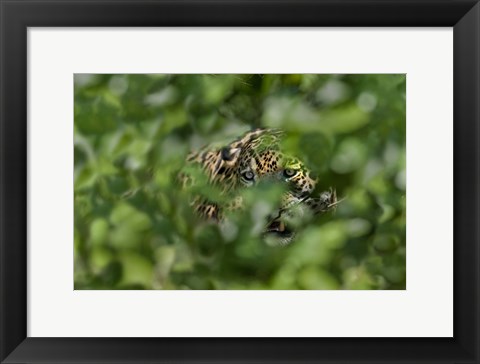 Framed Jaguar (Panthera onca) behind leaves, Three Brothers River, Meeting of the Waters State Park, Pantanal Wetlands, Brazil Print