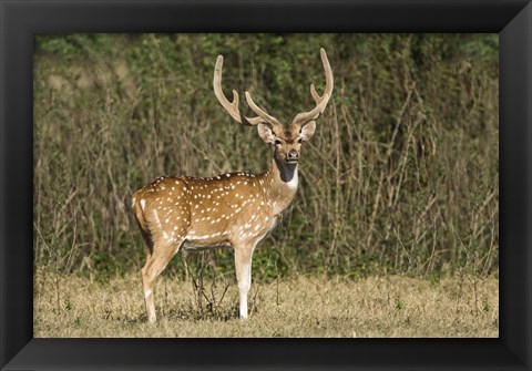 Framed Spotted deer (Axis axis) in a forest, Keoladeo National Park, Rajasthan, India Print