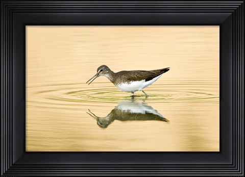 Framed Close-up of a Wood sandpiper (Tringa glareola) in water, Keoladeo National Park, Rajasthan, India Print