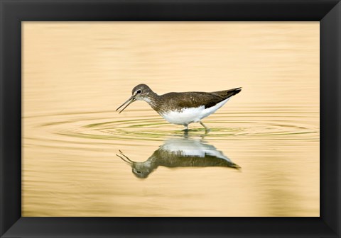 Framed Close-up of a Wood sandpiper (Tringa glareola) in water, Keoladeo National Park, Rajasthan, India Print