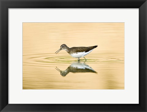 Framed Close-up of a Wood sandpiper (Tringa glareola) in water, Keoladeo National Park, Rajasthan, India Print