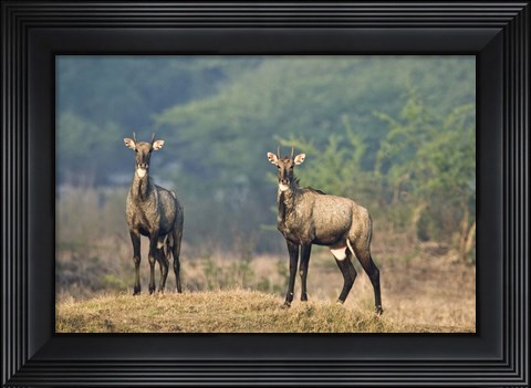 Framed Two Nilgai (Boselaphus tragocamelus) standing in a forest, Keoladeo National Park, Rajasthan, India Print