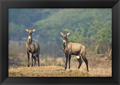 Framed Two Nilgai (Boselaphus tragocamelus) standing in a forest, Keoladeo National Park, Rajasthan, India Print