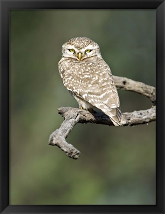 Framed Close-up of a Spotted owlet (Strix occidentalis) perching on a tree, Keoladeo National Park, Rajasthan, India Print