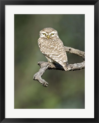 Framed Close-up of a Spotted owlet (Strix occidentalis) perching on a tree, Keoladeo National Park, Rajasthan, India Print