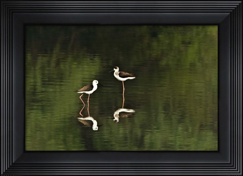 Framed Close-up of two Black-Winged stilts (Himantopus himantopus) in water, Keoladeo National Park, Rajasthan, India Print