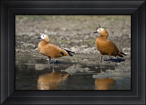 Framed Close-up of two Ruddy shelduck (Tadorna ferruginea) in water, Keoladeo National Park, Rajasthan, India Print