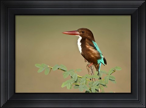 Framed White-Throated kingfisher (Halcyon smyrnensis) perching on a tree, Keoladeo National Park, Rajasthan, India Print