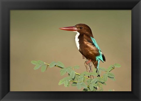 Framed White-Throated kingfisher (Halcyon smyrnensis) perching on a tree, Keoladeo National Park, Rajasthan, India Print