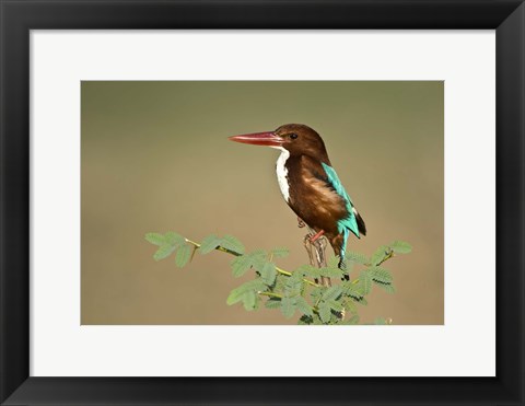 Framed White-Throated kingfisher (Halcyon smyrnensis) perching on a tree, Keoladeo National Park, Rajasthan, India Print