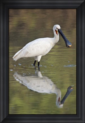 Framed Eurasian spoonbill (Platalea leucorodia) in a lake, Keoladeo National Park, Rajasthan, India Print