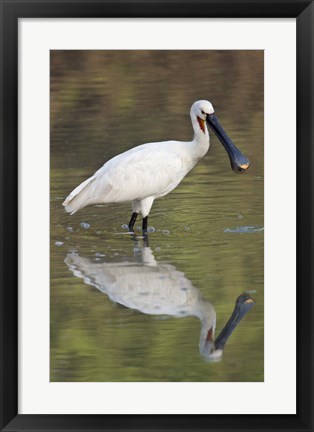 Framed Eurasian spoonbill (Platalea leucorodia) in a lake, Keoladeo National Park, Rajasthan, India Print