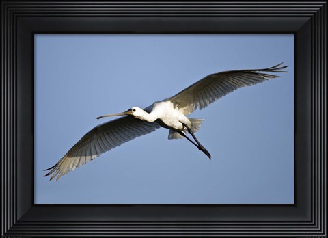 Framed Low angle view of a Eurasian spoonbill (Platalea leucorodia) flying, Keoladeo National Park, Rajasthan, India Print
