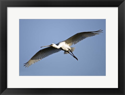 Framed Low angle view of a Eurasian spoonbill (Platalea leucorodia) flying, Keoladeo National Park, Rajasthan, India Print