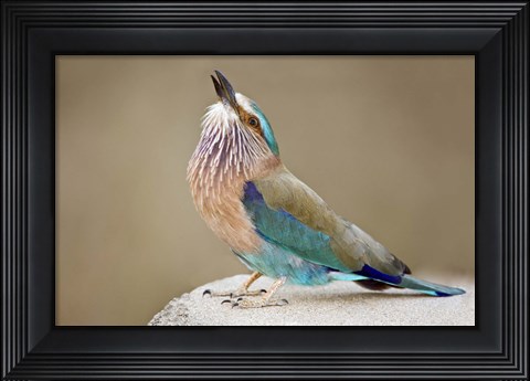 Framed Close-up of an Indian roller (Coracias benghalensis), Kanha National Park, Madhya Pradesh, India Print
