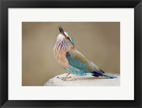 Framed Close-up of an Indian roller (Coracias benghalensis), Kanha National Park, Madhya Pradesh, India Print