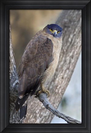 Framed Crested Serpent eagle (Spilornis cheela) perching on tree, Kanha National Park, Madhya Pradesh, India Print