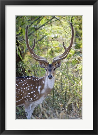 Framed Spotted deer (Axis axis) in a forest, Kanha National Park, Madhya Pradesh, India Print