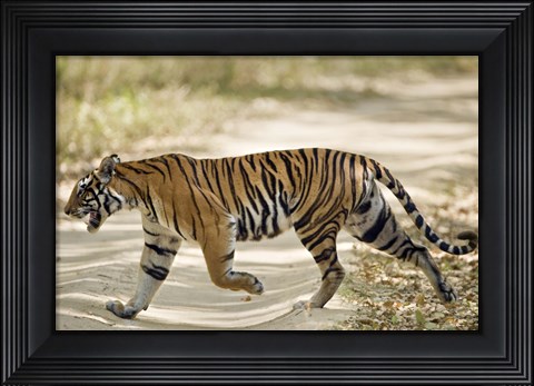 Framed Bengal Tiger (Panthera tigris tigris) walking in a forest, Bandhavgarh National Park, Umaria District, Madhya Pradesh, India Print